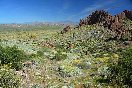 McDowell Mountain Regional Park, February 12, 2015